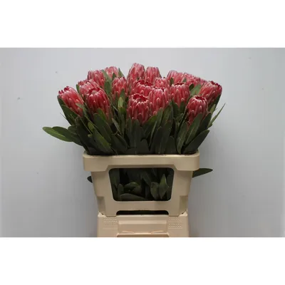 Protea Lancelot