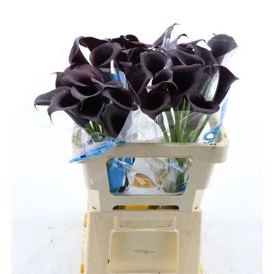 Calla Odessa