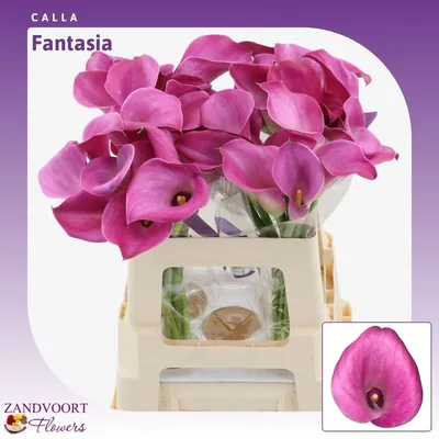 Calla Fantasia Dubbelbloemig