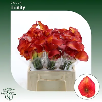 Calla Trinity
