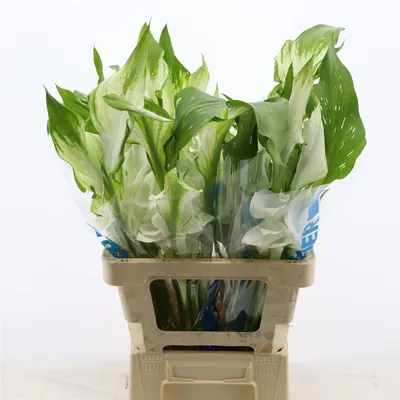 Calla Ventura Dubbelbloemig