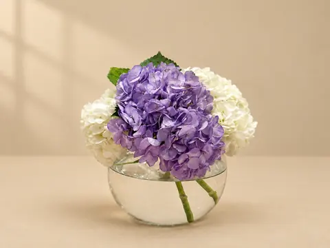 Lavender and white hydrangea