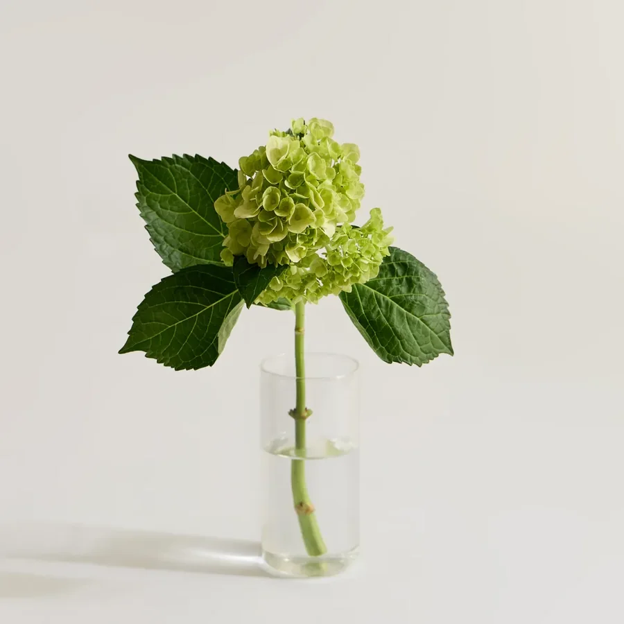 A single green hydrangea